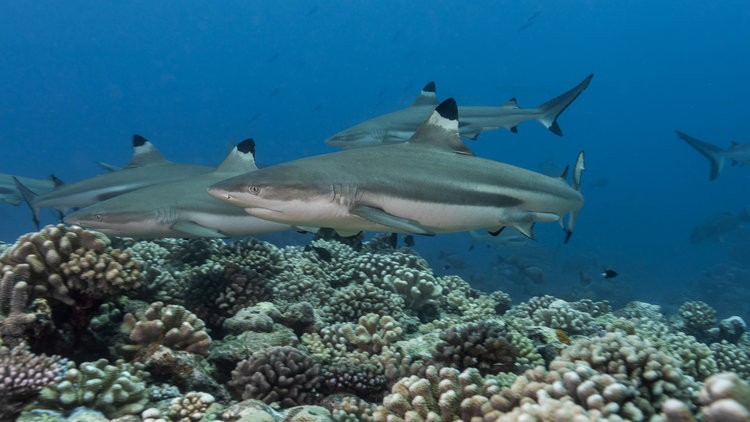 Meet the reef sharks