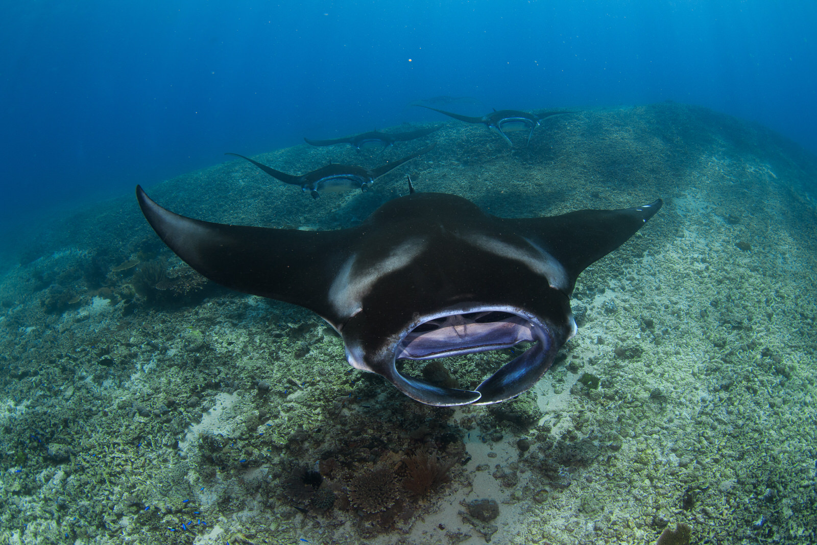 Meet the giant Mantas