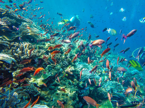 The amazing underwater view from diving in the ocean | Hello Flores