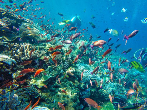 Komodo Island Diving