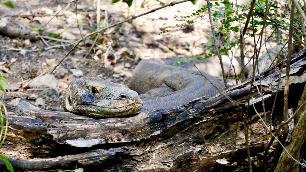 The Komodo dragon is blending with the environment in Rinca Island | Hello flores