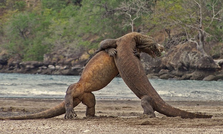 Two Komodo Dragon brawling each other in a fight | Hello Flores