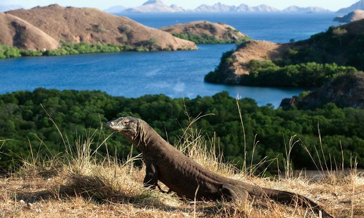 The gigantic and quick reptile