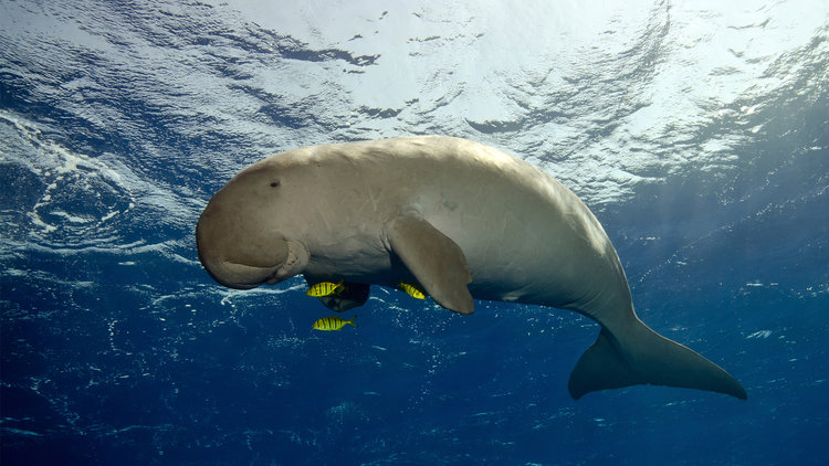 Tatawa kecil: Dugongs for the lucky ones