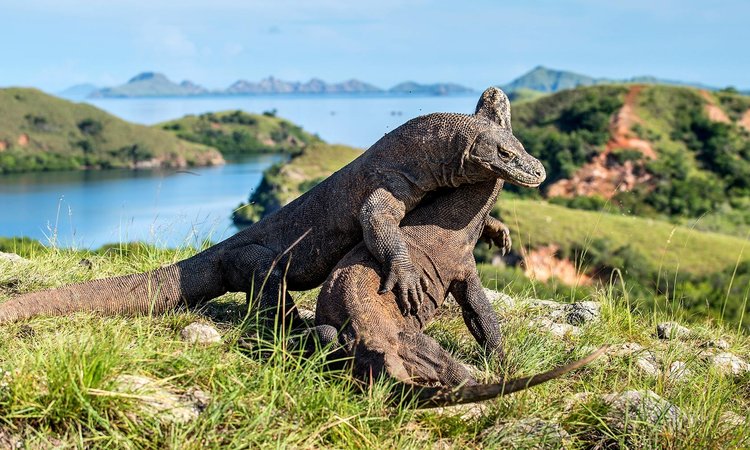 Another picture of two Komodo Dragon engaging in a fight