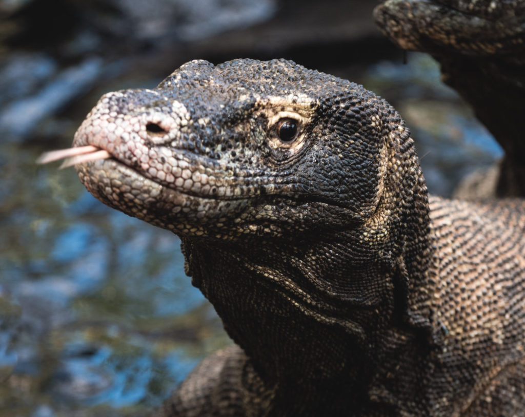 rinca island - Komodo dragons are not the only animal living on the island | Hello Flores