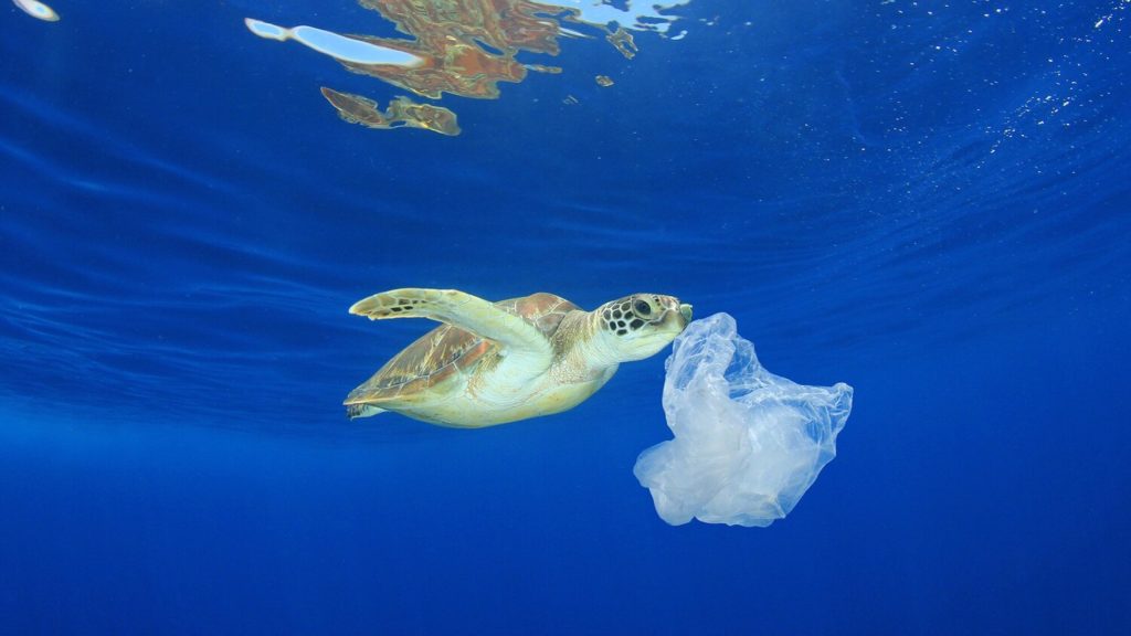 A baby turtle is eating a plastic waste in the sea