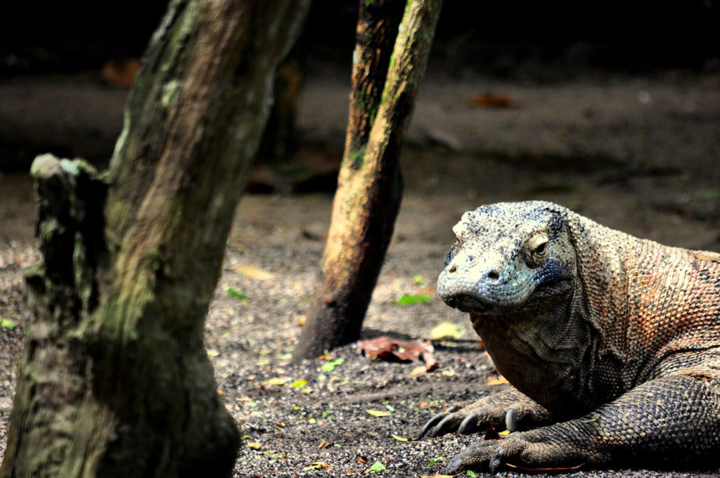 A Komodo Dragon on its habitat