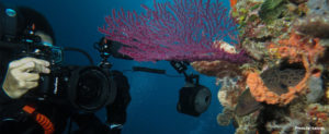dive underwater