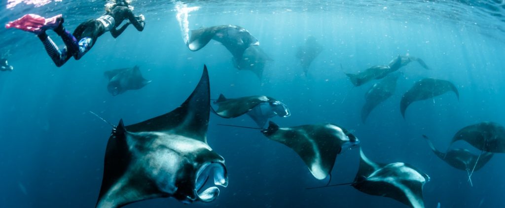 Manta rays