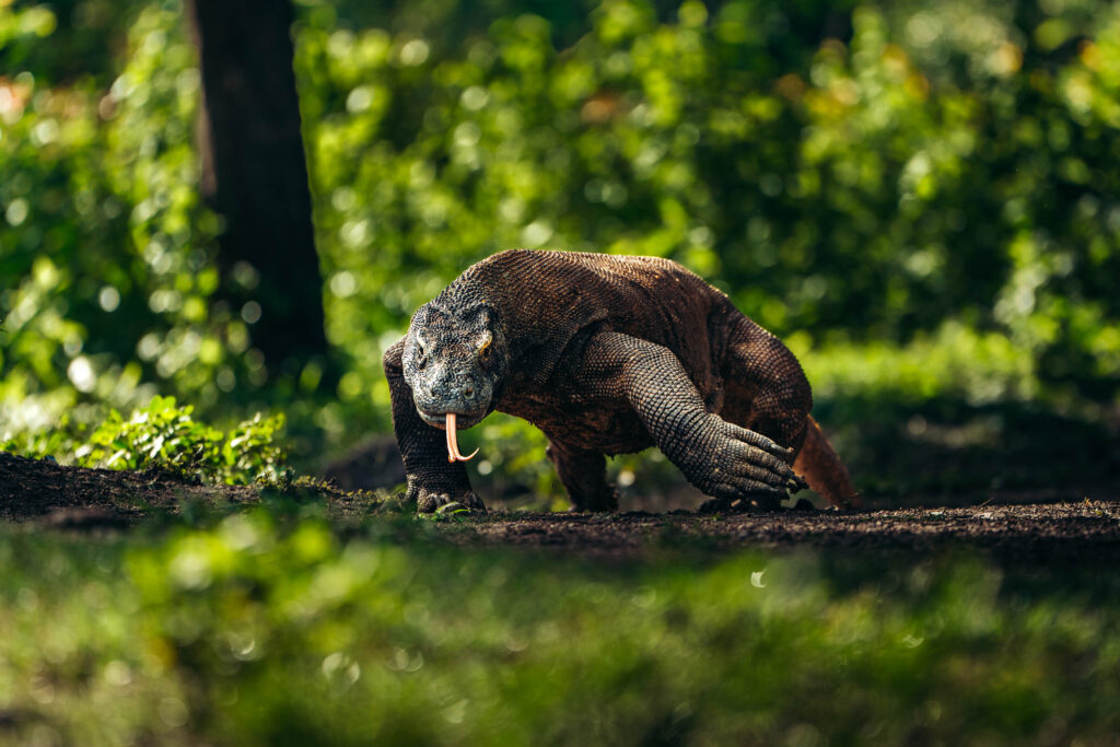 Komodo Dragon by Robin LeCoutre | Hello Flores