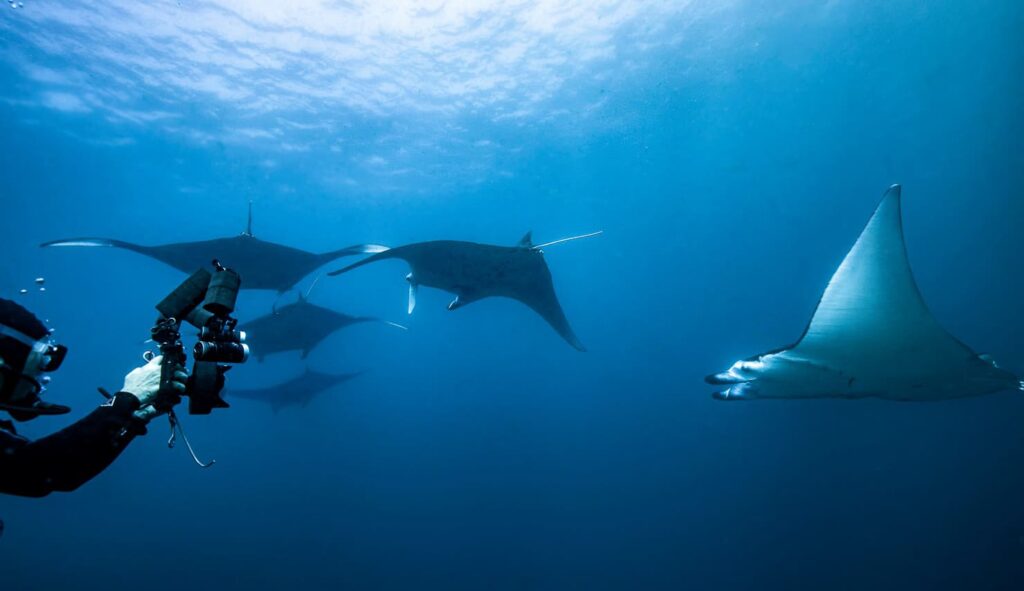 Swimming with Manta in Komodo Island | Hello Flores