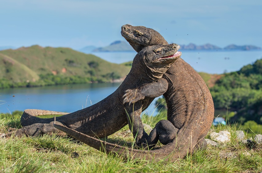 Komodo in Rinca Island | Hello Flores