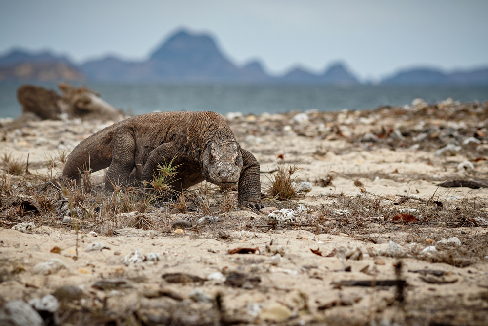 Komodo Natural Habitat | Hello Flores