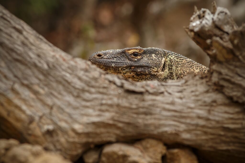Komodo Natural Habitat | Hello Flores