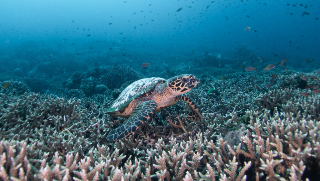 The Magic of Komodo Underwater | Hello Flores
