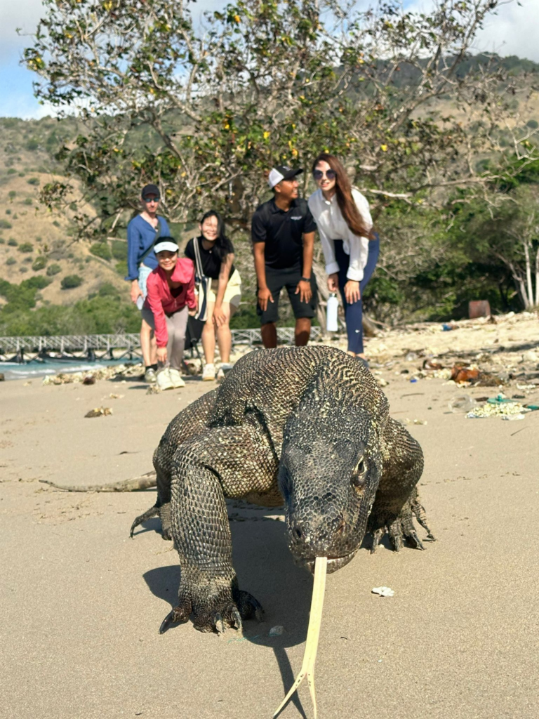 Spoting Komodo in Loh Liang | Hello Flores