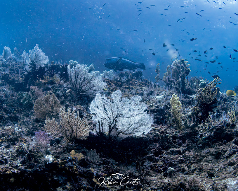 The Beautiful Picture of Komodo Island Underwater | Hello Flores