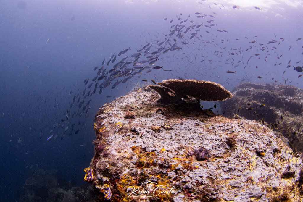 Beautiful Diving Site in Komodo Indonesia | Hello Flores