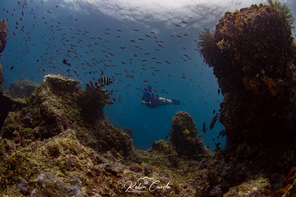 Best Dive Sites in Komodo Island | Hello Flores