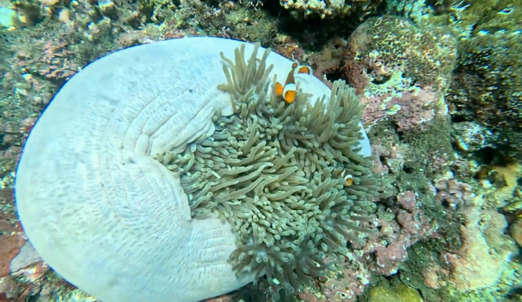 Snorkeling in Sebayur - Komodo Tour Itinerary | Hello Flores