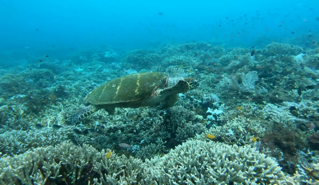 sea turtle in Labuan Bajo
