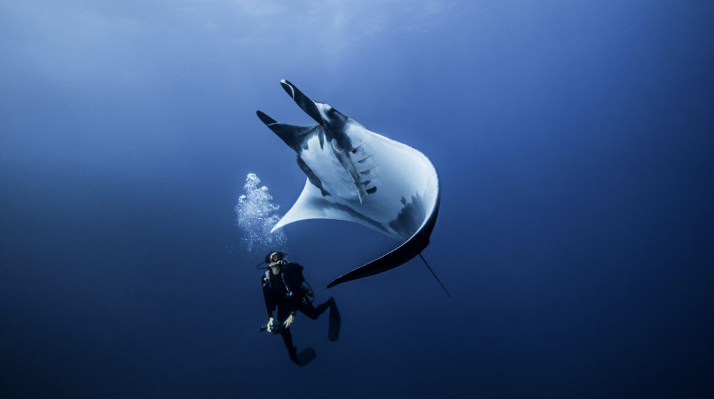 Diving with Manta Ray in Komodo | Hello Flores