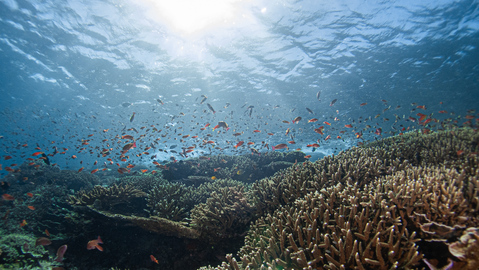 Healthy Coral Reefs in Komodo | Hello Flores