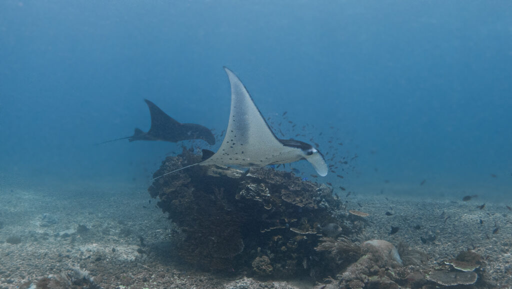 Manta Ray in South Komodo | Hello Flores