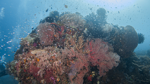 Healthy Coral Reefs in Komodo | Hello Flores
