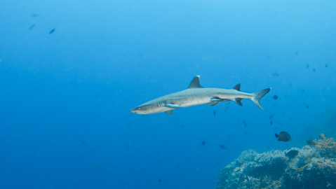 Black Tip Reef Shark in Komodo | Hello Flores