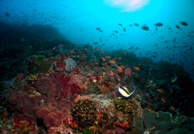 Police Corner, The Best Dive Site in Komodo | Hello Flores