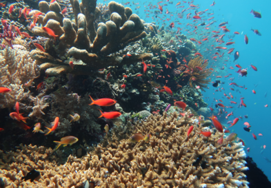Tatawa Kecil, The Best Dive Site in Komodo | Hello Flores