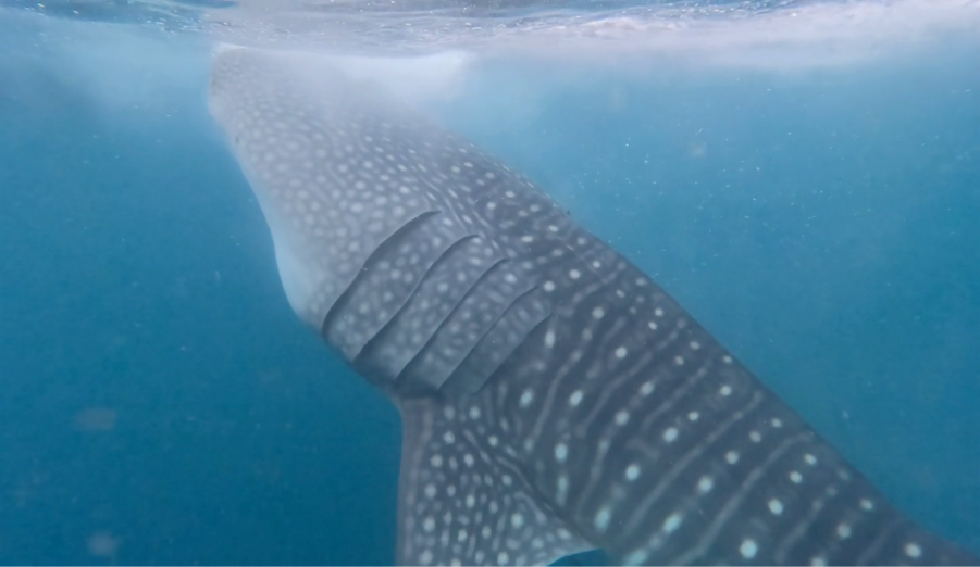 Saleh Bay Diving with Whale Shark | Hello Flores