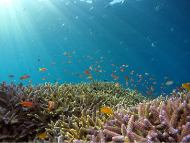 Rich biodiversity Flores underwater