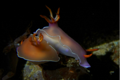 Nudibranch | Hello Flores