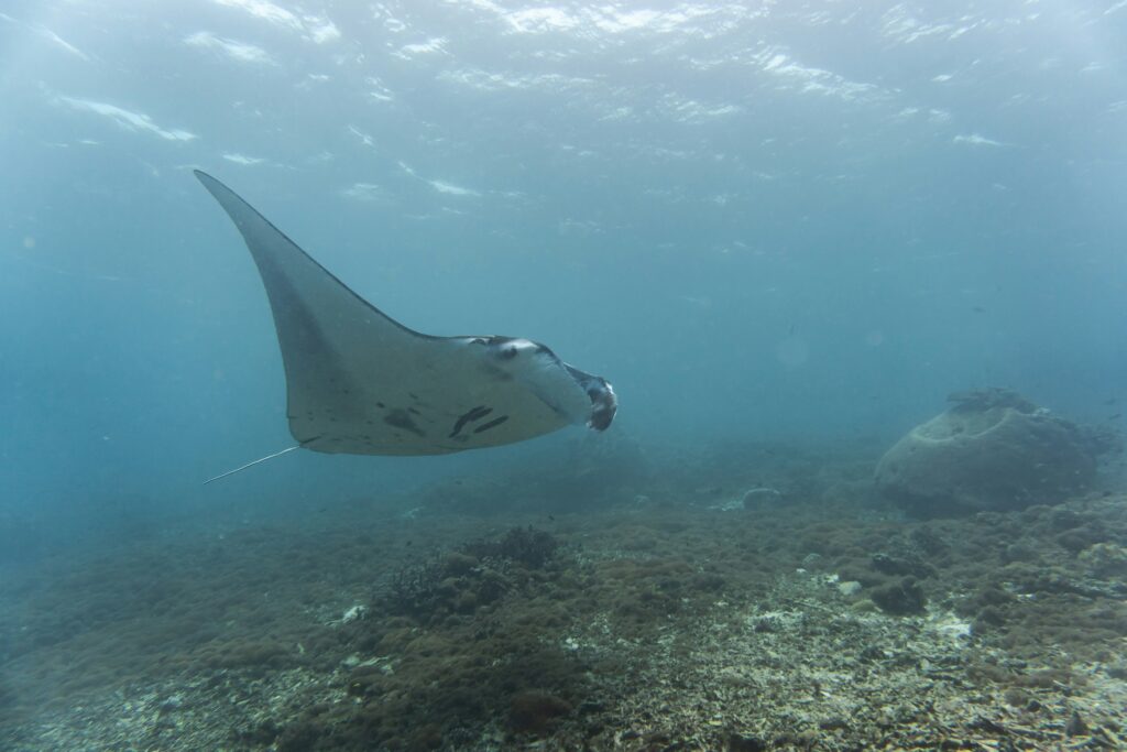 Snorkeling with Manta Ray in Makassar Reef Komodo | Hello Flores