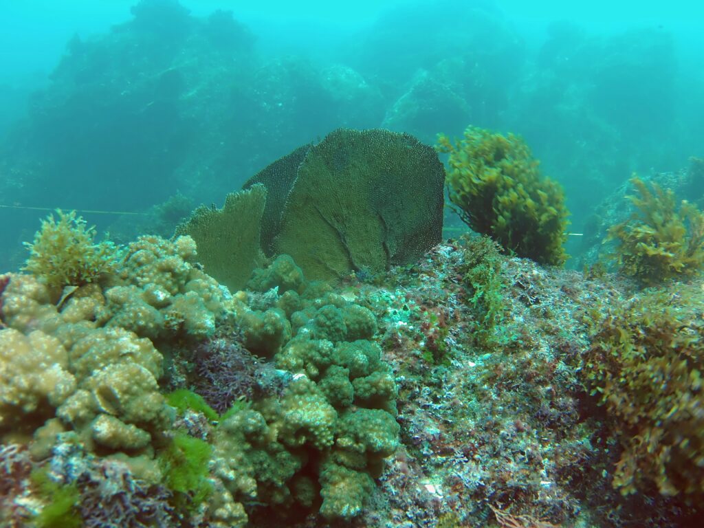 Diving Mawan Island | Hello Flores