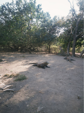 Komodo Dragon in Loh Liang Rinca Island | Hello Flores