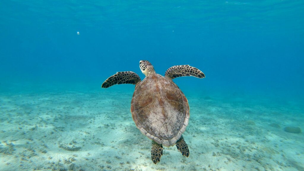 Hawksbill Turtle of Siaba Besar | Hello Flores
