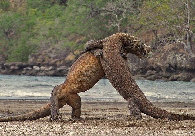 Two Komodo Dragon brawling each other in a fight | Hello Flores