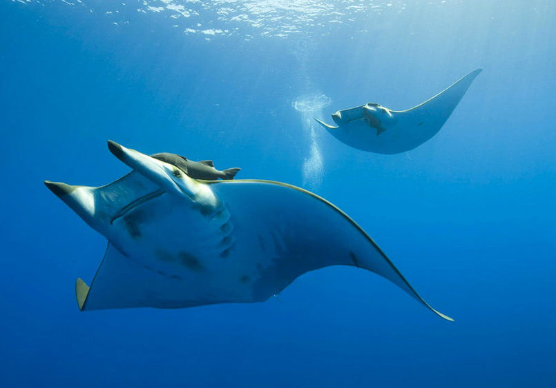 Meeting a giant Manta in the depth of Manta Point | Hello flores