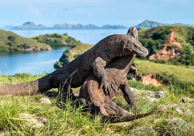 Another picture of two Komodo Dragon engaging in a fight | Hello Flores